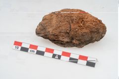 Foto von Feuerbock (NHMW-PRAE-003429)